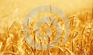 Beautiful backdrop of ripening ears.  Golden field. Nature background and  blurred bokeh