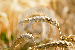 Close-up of ripe wheat ears outdoors