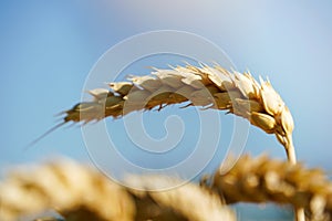 Close-up of ripe wheat ears outdoors with blue sky on background