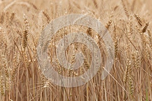 Close up on ripe wheat ears on reaping time