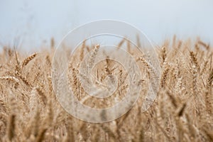 Close up on ripe wheat ears on reaping time