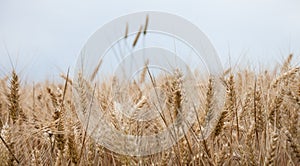 Close up on ripe wheat ears on reaping time photo