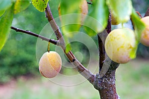 Close up ripe yellow plums on a plum tree branch.