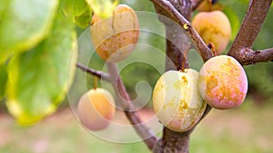 Close up ripe yellow plums on a plum tree branch.