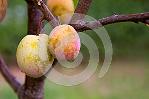 Close up ripe yellow plums on a plum tree branch.