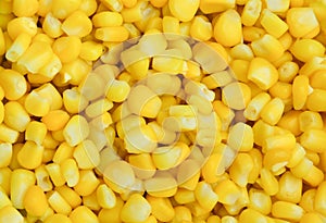 Close up of ripe yellow sweet corn grains for background