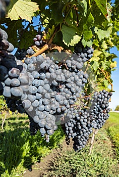 Close-up of Ripen Cabernet Franc Grapes #2