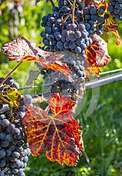 Close-up of Ripen Cabernet Franc Grapes #4