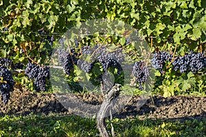 Close-up of Ripen Cabernet Franc Grapes #3 photo