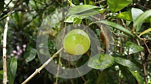 Close up of a ripen fruit of yellow passion fruit variety hanging