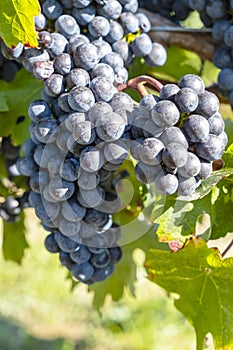 Close-up of Ripen Merlot Red Wine Grapes #1