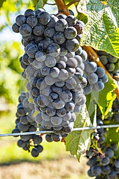 Close-up of Ripen Merlot Red Wine Grapes  3