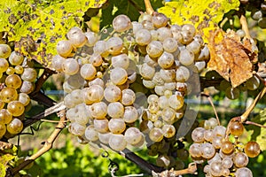 Close-up of Ripen Riesling White Wine Grapes #2