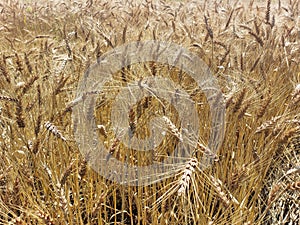 Close up of ripened barley.