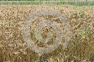 Close up of ripened barley.