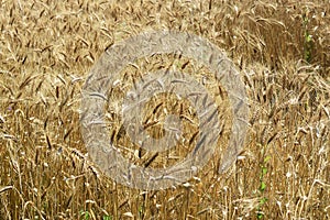 Close up of ripened barley.