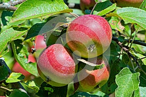 Close-up of Ripening Apples on Tree