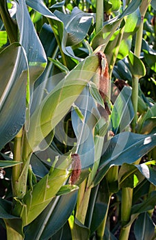 Close up of ripening corn, cobs covered with husks and leaves