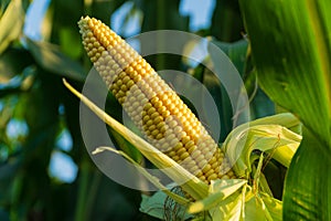 Close-up of ripening corn. Fresh corn on cobs. Fresh yellow corn. Corn harvesting season