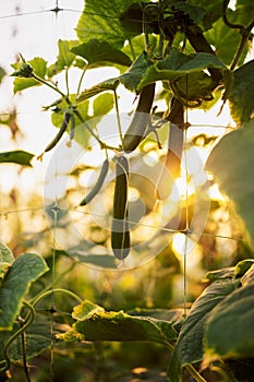 Close-up of ripening cucumbers and leaves in a farmer greenhouse in sunlight. Fresh juicy green fruits grow in an organic summer