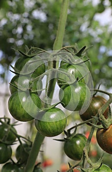 A close up of ripening dark green striped cherry tomatoes of the `Forte Akko F1` variety (an early tomato hybrid)