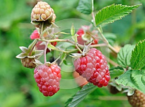 close-up of ripening raspberry branch