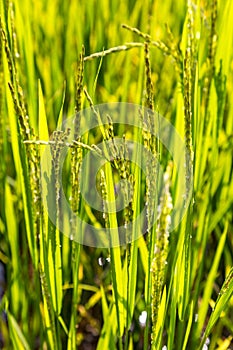 Close up of ripening rice in a field