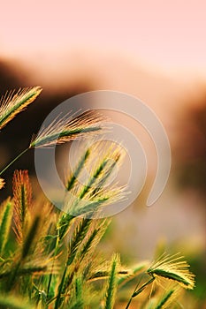 Close up of ripening rye ears