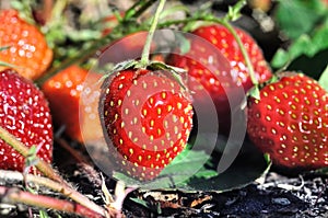 close-up of ripening strawberry