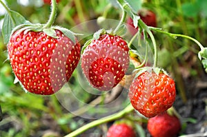 close-up of ripening strawberry