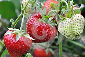 close-up of ripening strawberry