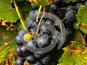 Close-up of ripening wine fruits on the vine