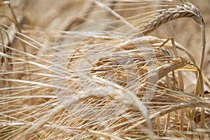 Close up of ripening yellow barley ears on field at summer time. Detail of golden barley Hordeum vulgare spikelets. Rich harvest