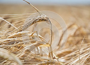 Close up of ripening yellow barley ears on field at summer time. Detail of golden barley Hordeum vulgare spikelets. Rich harvest