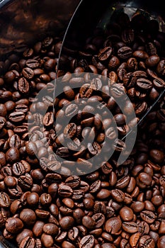 Close-up of roasted, arabica coffee beans being scooped with a metal shovel