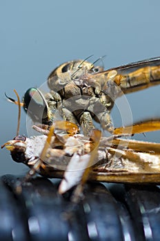 Close up of a robber fly