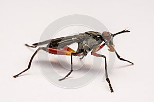 Close up robber fly isolated on white background