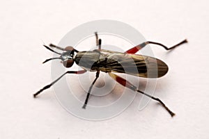 Close up robber fly isolated on white background