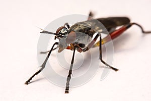 Close up robber fly on white background