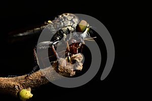 Close up Robberfly (Asilidae)