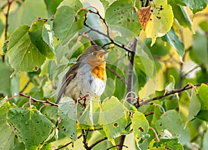 close up of a robin bird resting on a tree and chirping in fall