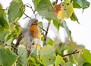 close up of a robin bird resting on a tree and chirping in fall