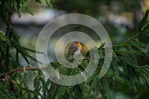 close up of a robin bird resting on a tree and chirping in fall