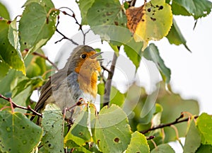 Close up of a robin bird resting on a tree and chirping in fall