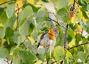 Close up of a robin bird resting on a tree and chirping in fall