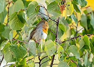 Close up of a robin bird resting on a tree and chirping in fall