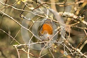 Close up of a Robin Erithacus rubecula