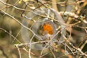 Close up of a Robin Erithacus rubecula