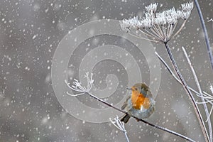 Close up of Robin perched on frozen plant with snow falling