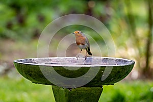 A close up of a robin standing on the edge of a bird bath